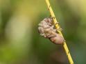 Emerging Cicada 005.jpg